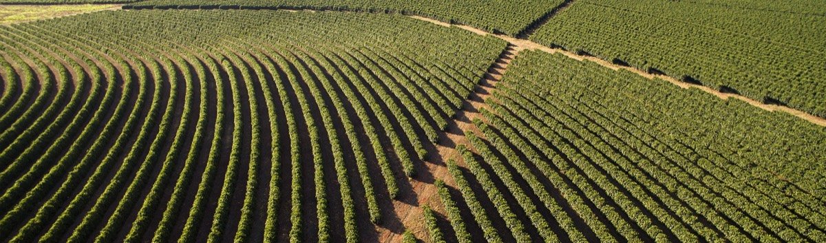 Coffee cherries and harvest