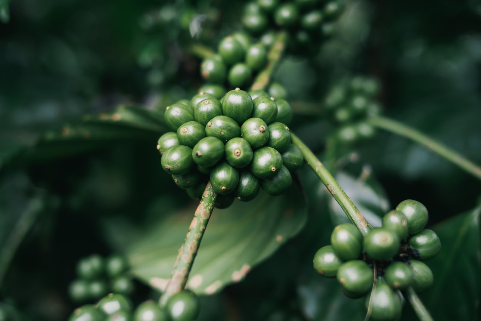 Coffee farm gallery image